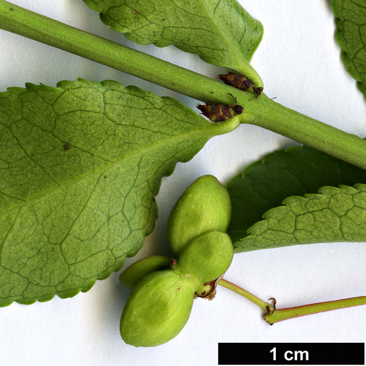 High resolution image: Family: Celastraceae - Genus: Euonymus - Taxon: alatus - SpeciesSub: var. ciliatodentatus